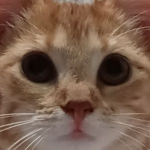 Meet your Posher, Miranda